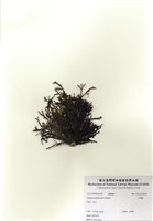 藏品(牛角樹)的圖片